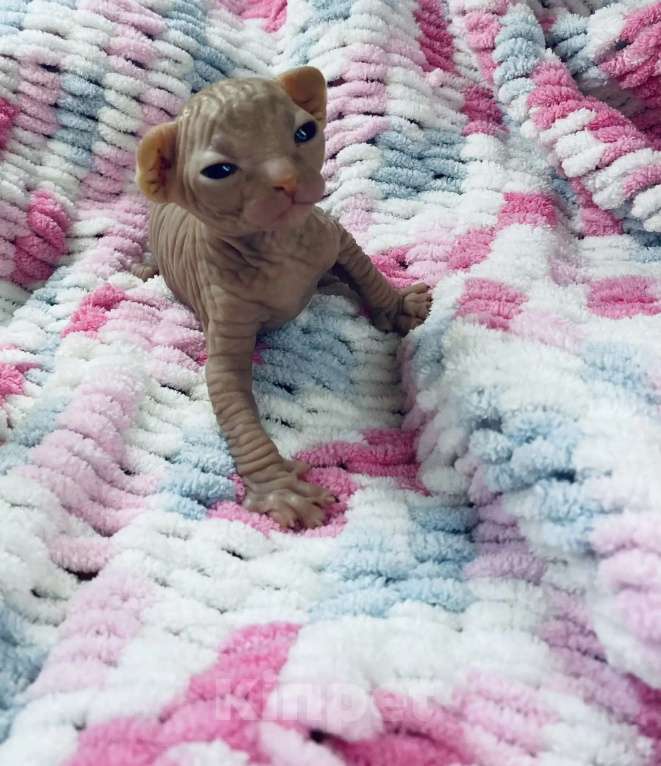 Кошки в Кашире: Канадский сфинкс Мальчик, 23 000 руб. - фото 6