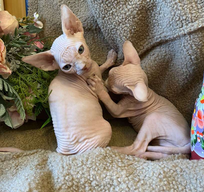 Кошки в Москве: Топовая кошечка канадского сфинкса Девочка, 35 000 руб. - фото 2