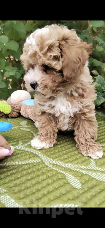 Собаки в Краснодаре: Щенки Мальтипу  Мальчик, Бесплатно - фото 5