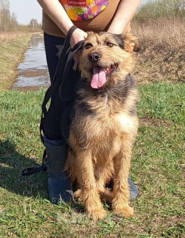 Собаки в Москве: Чупчик (Чуп, Чуппуня) — ваш будущий друг и компаньон! Мальчик, Бесплатно - фото 3