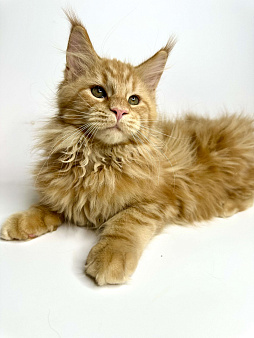 Мейн-кун котенок