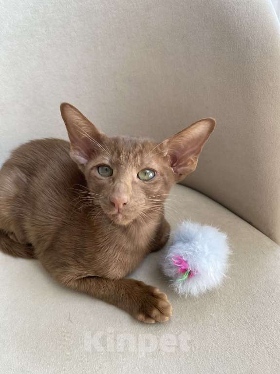 Кошки в Анапе: Ориентальный котик Мальчик, 70 000 руб. - фото 5