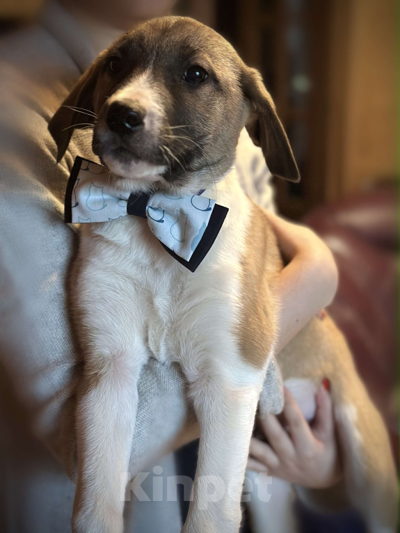 Собаки в Раменском: Буран ищет любящую семью Мальчик, 1 руб. - фото 5