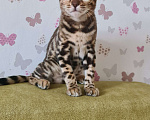 Кошки в Новосибирске: Котик Мальчик, 20 000 руб. - фото 3