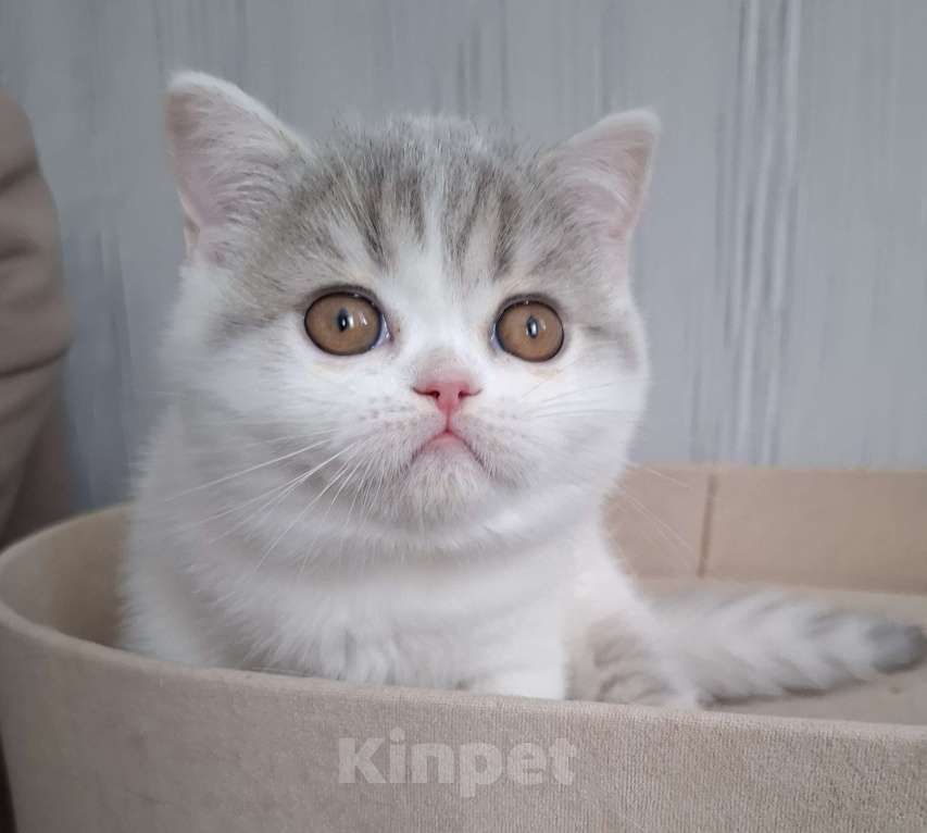 Кошки в Ярославле: Шотландская короткошерстная девочка Девочка, 30 000 руб. - фото 5