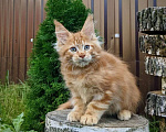 Кошки в Мытищах: Котята Мейн-кун Мальчики Мальчик, 40 000 руб. - фото 6