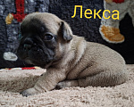 Собаки в Москве: Щенки французского бульдога РКФ Разнополые, 60 000 руб. - фото 4