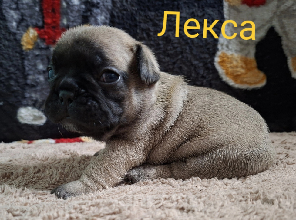 Собаки в Москве: Щенки французского бульдога РКФ Разнополые, 60 000 руб. - фото 4