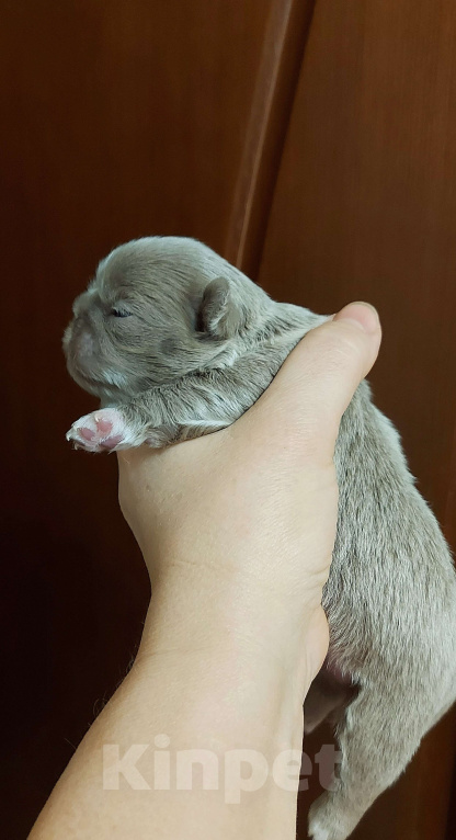 Собаки в Новосибирске: Фантастическая длинношерстная красавица! Девочка, Бесплатно - фото 4