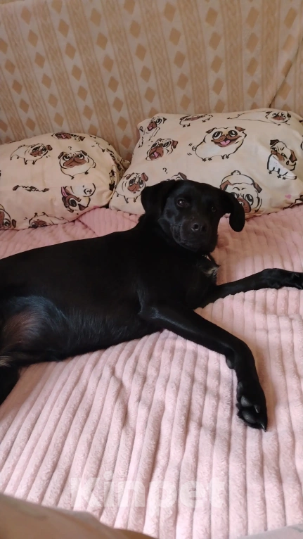 Собаки в Димитровграде: Красивая девочка, ищет хозяина  Девочка, Бесплатно - фото 1