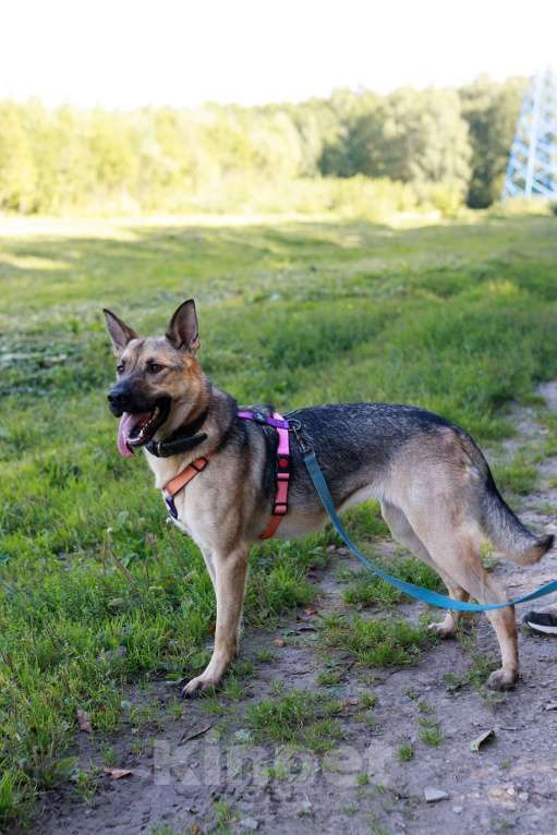 Собаки в Москве: Мила самая милая и добрая собака ищет дом! Девочка, Бесплатно - фото 8