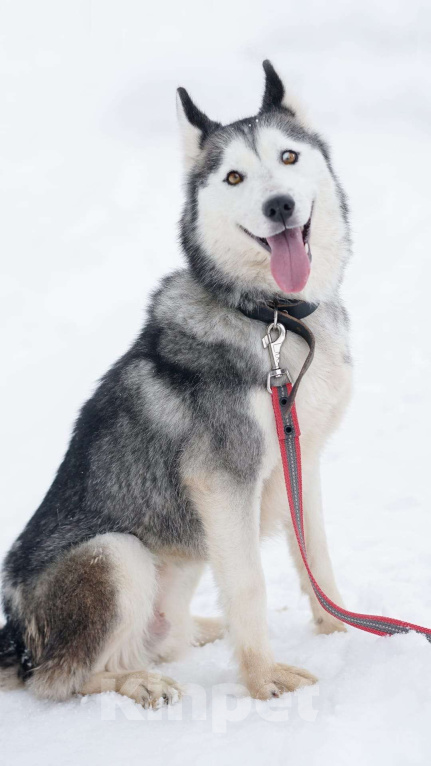 Собаки в Воскресенске: Байра в поисках дома! Девочка, Бесплатно - фото 4