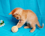 Кошки в Москве: Рыжий котенок в добрые руки.  1,5 мес Мальчик, Бесплатно - фото 4