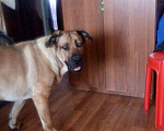 Собаки в Ангарске: Ищем жениха, Бесплатно - фото 6