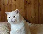 Кошки в Ливны: Шотландские котята, 15 000 руб. - фото 10
