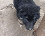 Собаки в Краснодаре: Помесь немецкой овчарки Мальчик, Бесплатно - фото 2