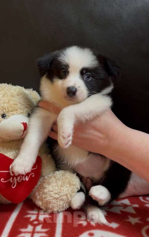 Собаки в других городах Московской области: Бордер колли очаровательная малышка Девочка, 70 000 руб. - фото 5