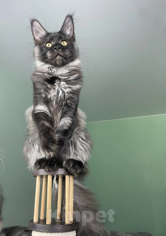 Кошки в Москве: Котенок мейн кун Девочка, 40 000 руб. - фото 4