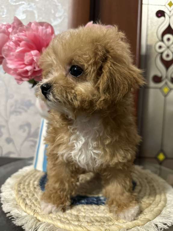 Собаки в Балашихе: Девочка Девочка, 130 000 руб. - фото 4