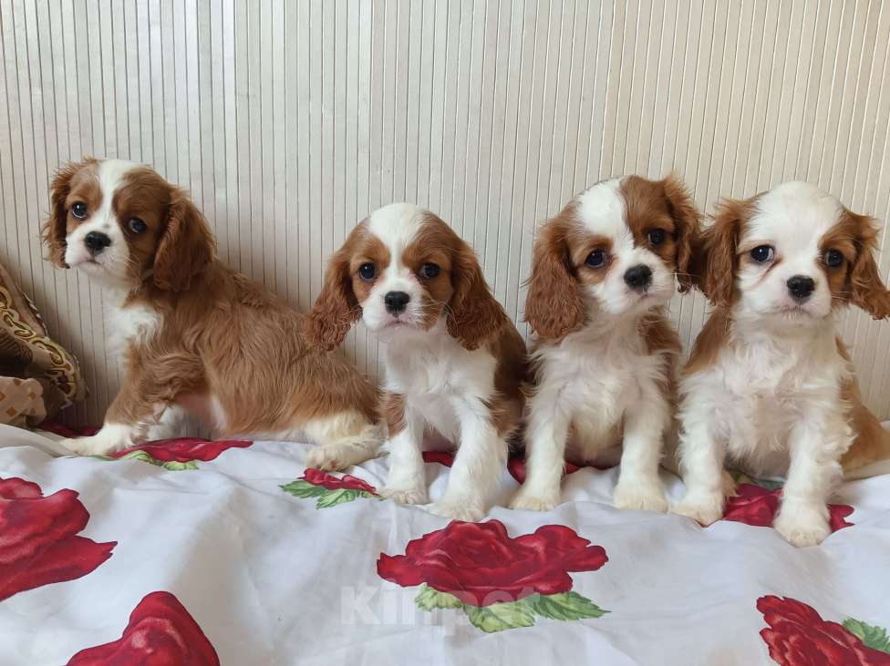 Собаки в Москве: Щенки Кавалер Кинг ЧарльзДевочки 2,5 мес. Девочка, 70 000 руб. - фото 5