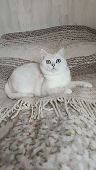 Британка в добрые руки.