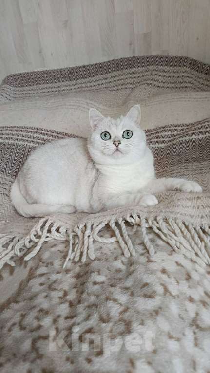 Кошки в Санкт-Петербурге: Британка в добрые руки. Девочка, Бесплатно - фото 1