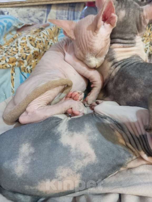 Кошки в Волжском: Котопёсик Мальчик, 6 000 руб. - фото 3