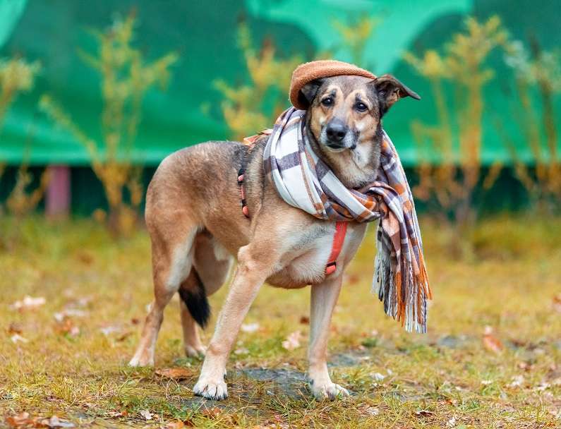 Собаки в Москве: Джой Мальчик, Бесплатно - фото 8