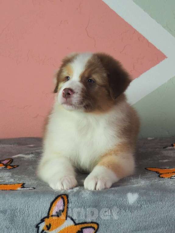 Собаки в Липецке: Австралийская овчарка Мальчик, 50 000 руб. - фото 6