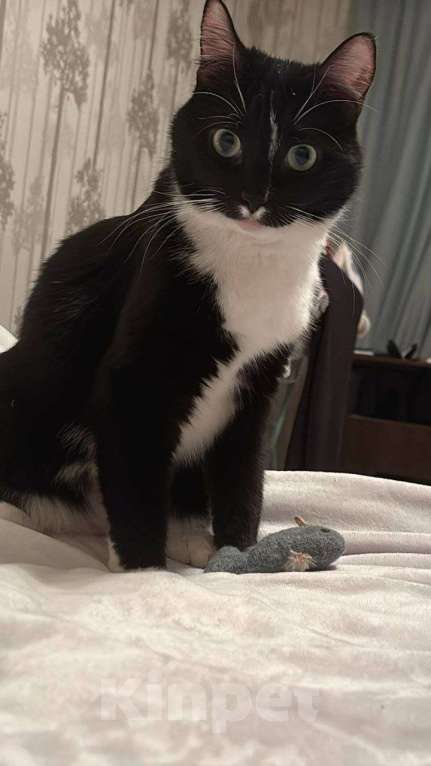 Кошки в Москве: кошка Шошанна срочно ищет дом Девочка, Бесплатно - фото 3