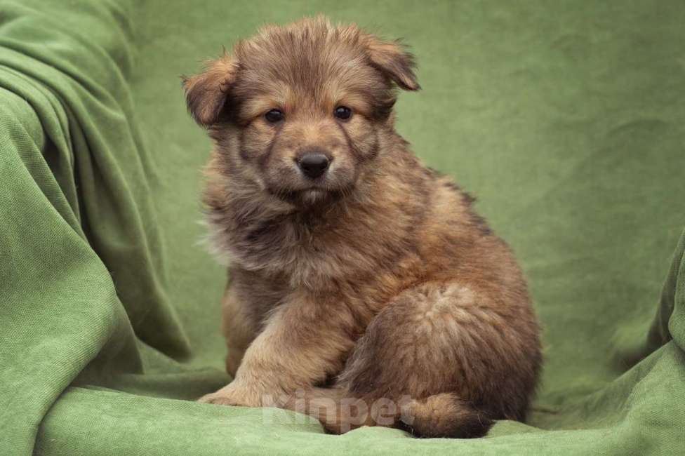 Собаки в Москве: щенок Тедди в добрые руки Мальчик, Бесплатно - фото 4
