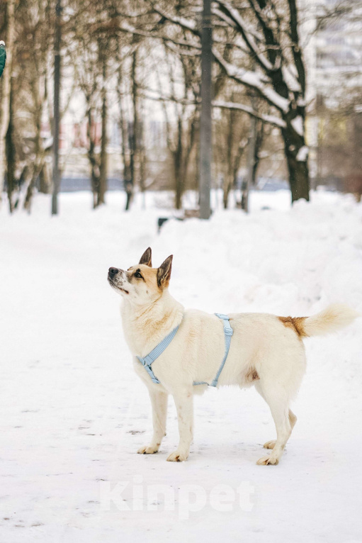 Собаки в Москве: Солнечный Санни ищет дом Мальчик, Бесплатно - фото 6