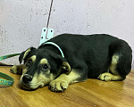 Собаки в Клине: Шопен в добрые руки Мальчик, Бесплатно - фото 4