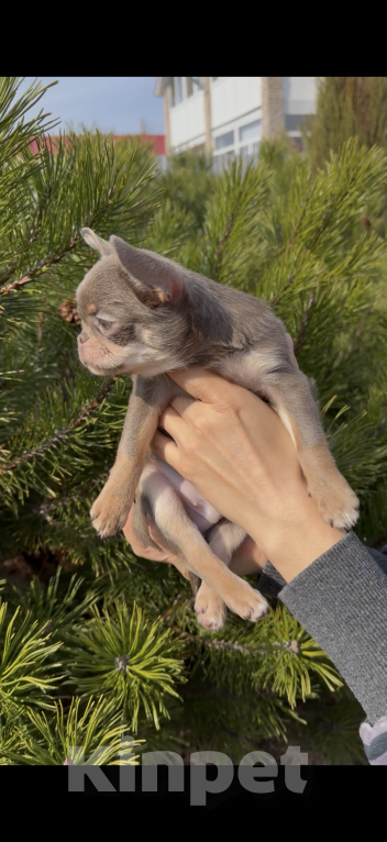 Собаки в Ижевске: Щенок чихуахуа Мальчик, 65 000 руб. - фото 5