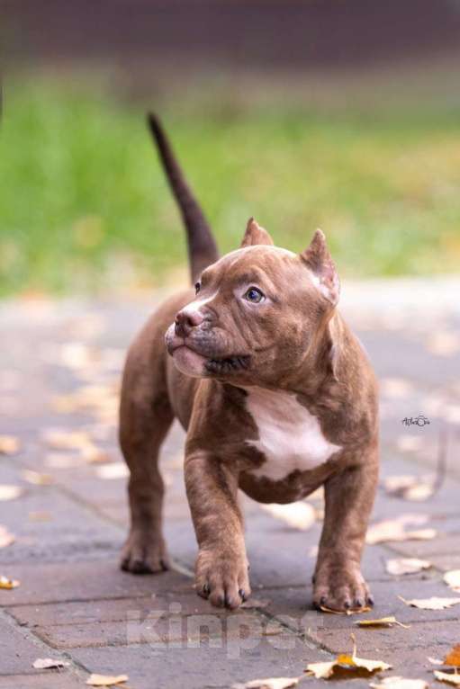 Собаки в других городах Московской области: Американский булли  Девочка, 80 000 руб. - фото 1