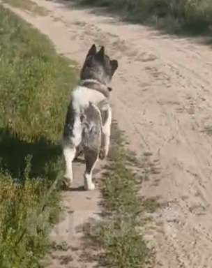 Собаки в других городах Ленинградской области: Очень красивый молодой  кобель Мальчик, Бесплатно - фото 3