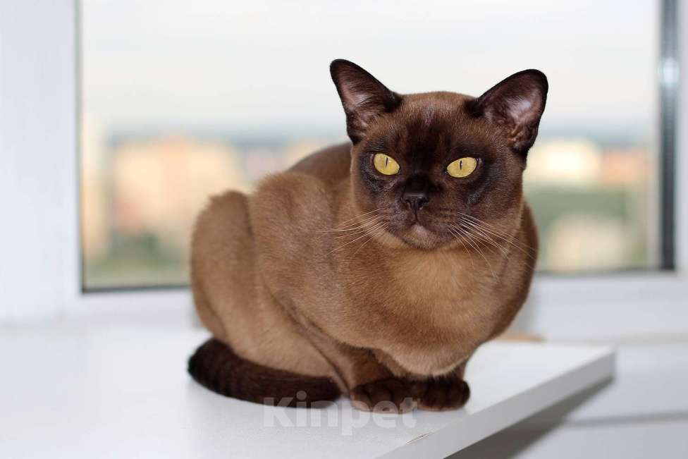 Кошки в Москве: Бурма - котята из питомника Мальчик, 90 000 руб. - фото 4