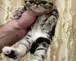 Кошки в Курске: Продам котят породы экзотическая короткошерстная Мальчик, 15 000 руб. - фото 5