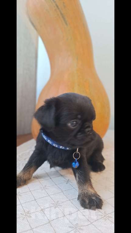 Собаки в Новосибирске: продам щенков Пти-брабансонов Мальчик, 40 000 руб. - фото 1