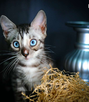 Кошки в Москве: Бенгальские котята Мальчик, Бесплатно - фото 6