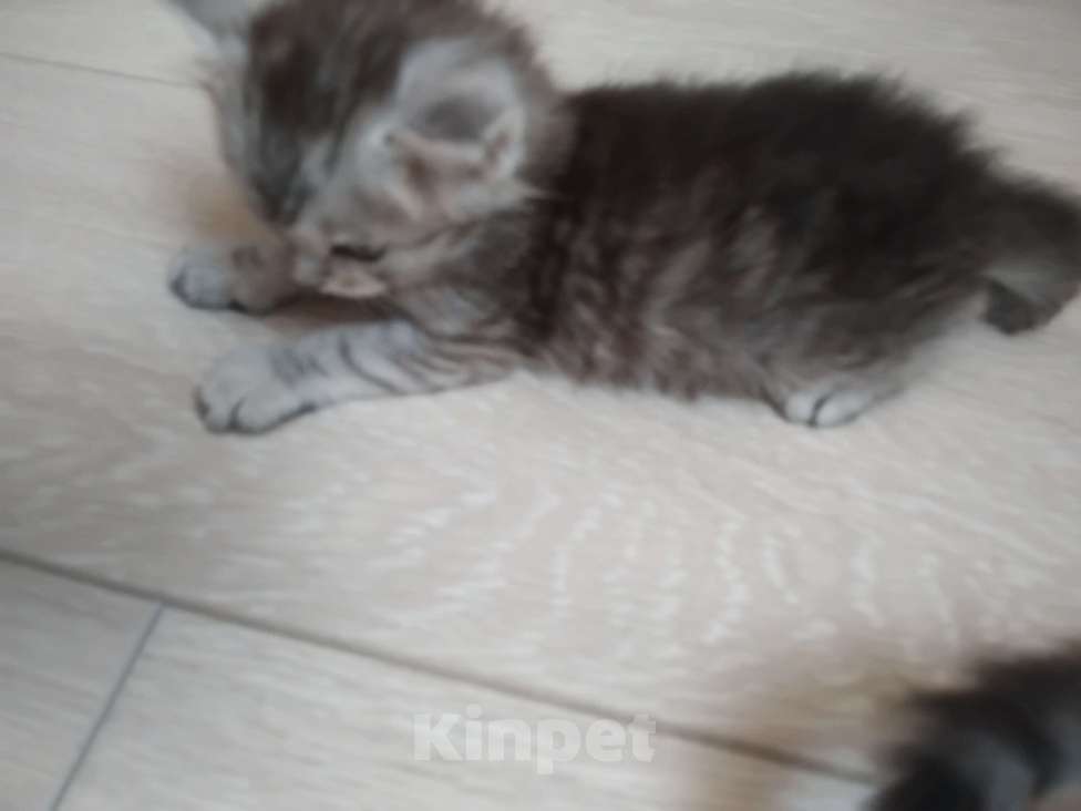 Кошки в Ставрополе: Алмаз  Мальчик, 25 000 руб. - фото 3