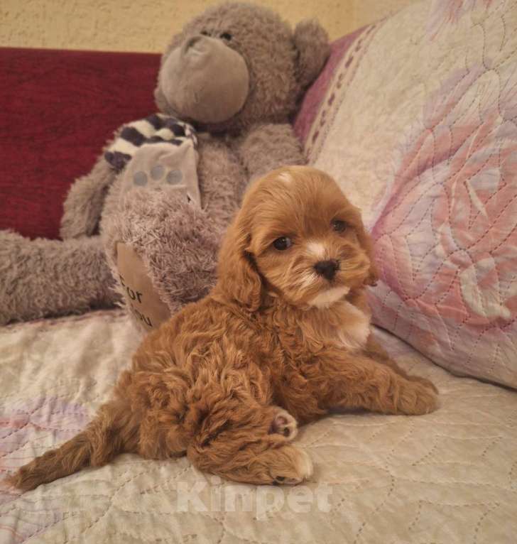 Собаки в Краснодаре: Кокапу щенок девочка Девочка, 50 000 руб. - фото 3