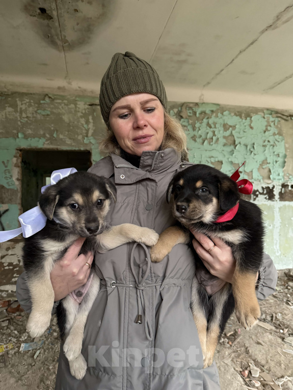 Собаки в Москве:  Невероятный медвежонок Барни  2 мес ждет новогоднего чуда-дом! Мальчик, Бесплатно - фото 3