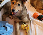 Собаки в Москве: Щенок в добрые руки Мальчик, Бесплатно - фото 2