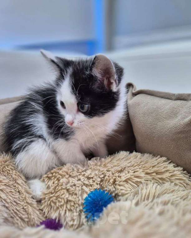 Кошки в Москве: Последний из котяток 💔 И никто не замечает его... Мальчик, Бесплатно - фото 1