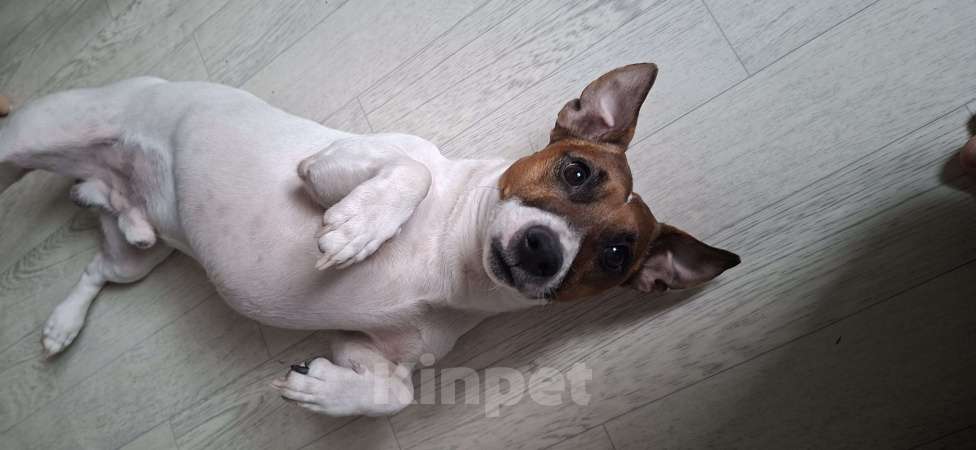 Собаки в Красноярске: Джек рассел вязка Мальчик, 10 руб. - фото 4