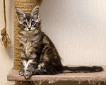 Кошки в Москве: Котята мейн-кун Девочка, 30 000 руб. - фото 4