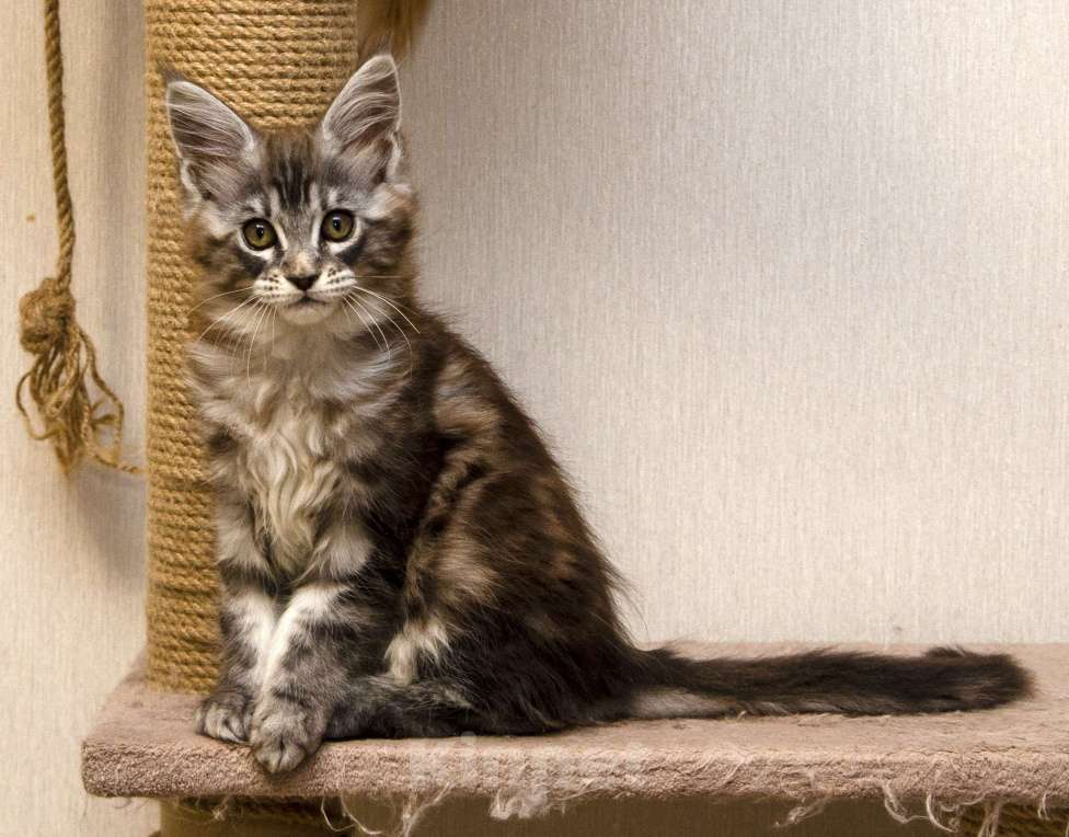 Кошки в Москве: Котята мейн-кун Девочка, 30 000 руб. - фото 4