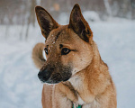Собаки в Москве: Ищет дом маленький и заводной пёсик по кличке Бантик! Мальчик, Бесплатно - фото 3