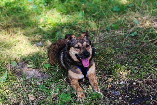 Собаки в Москве: Мулан Девочка, Бесплатно - фото 11
